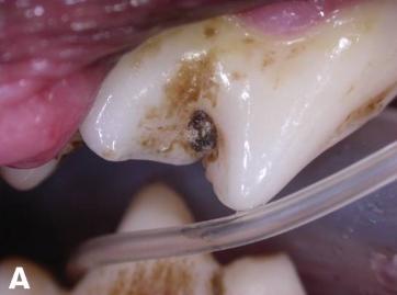 小狗口腔有臭味是怎么回事,小狗闻到气味一直叫