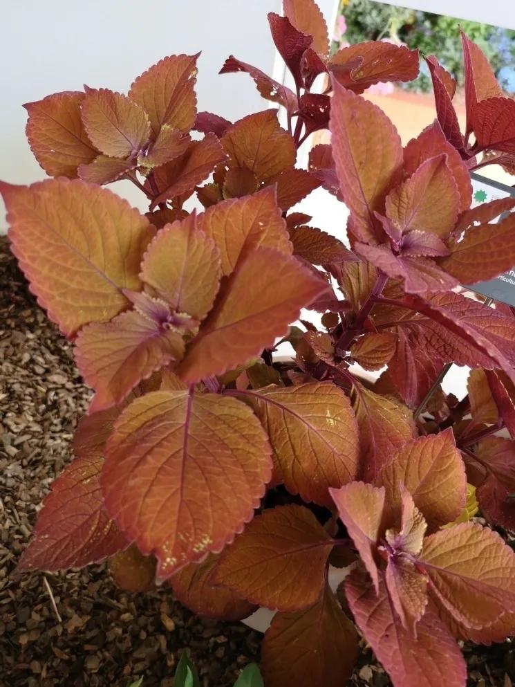 这个花展上的新优品种，为什么这么美？