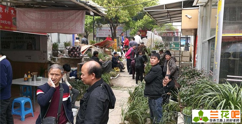 兰花种类和价格行情,现在兰花有特别贵的吗