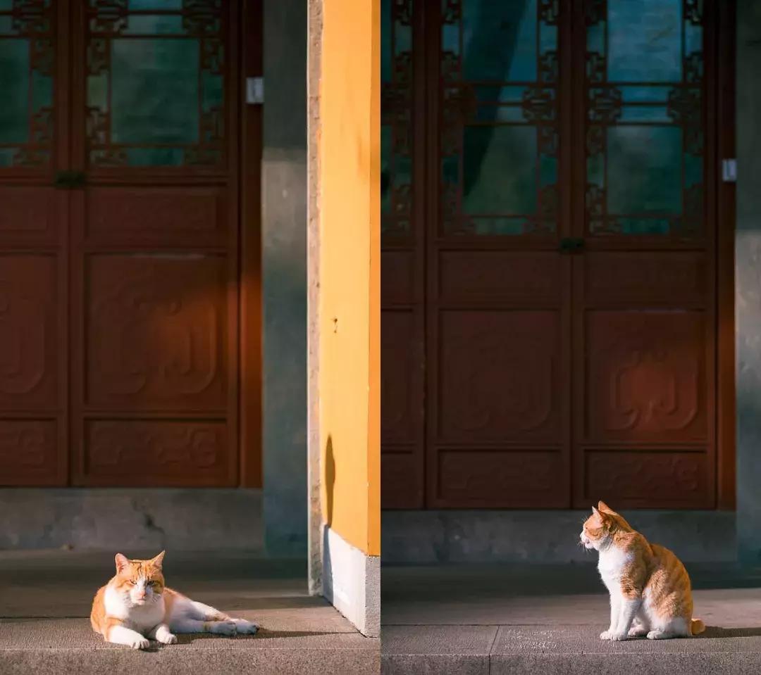 佛了！魔都周边9座「禁欲系寺院」，美到想出家！