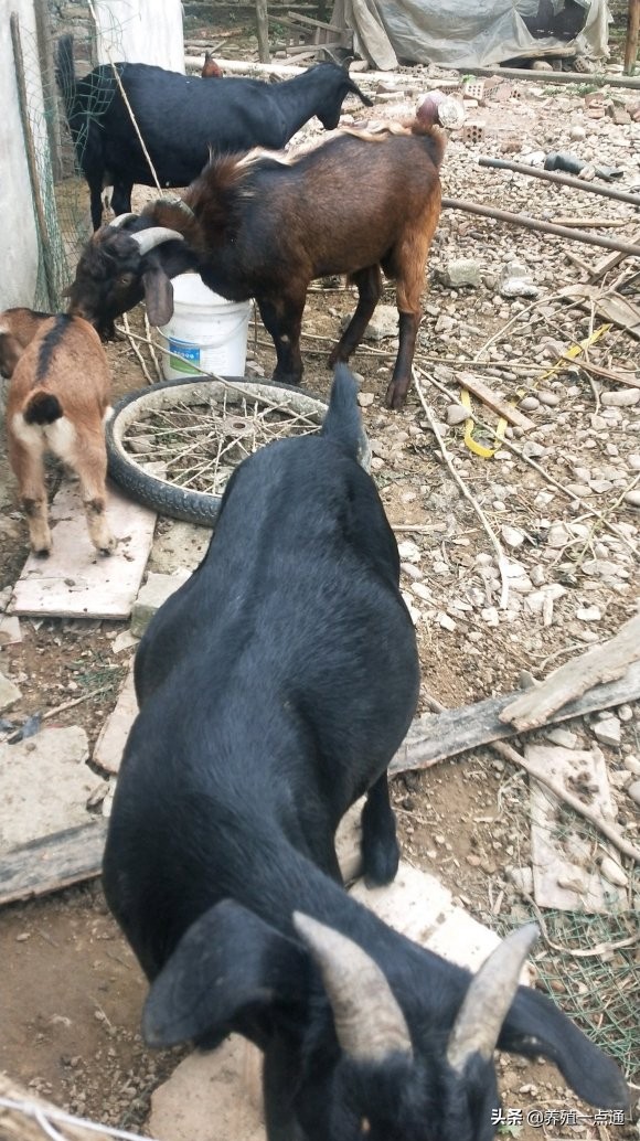 养羊创业代养模式,在农村养羊如何年入百万