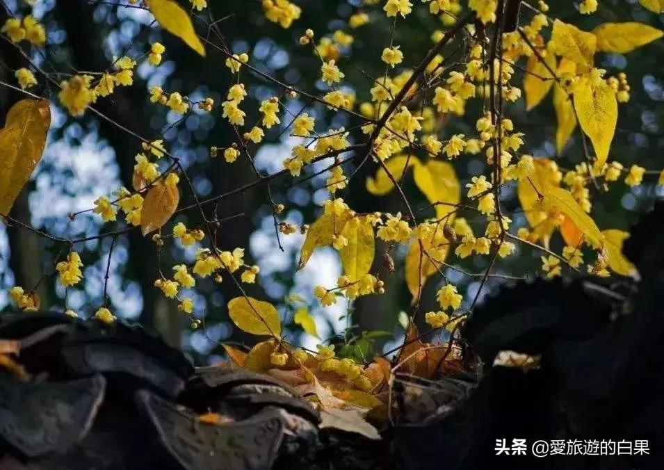 腊梅花开放视频,成都看腊梅的地方