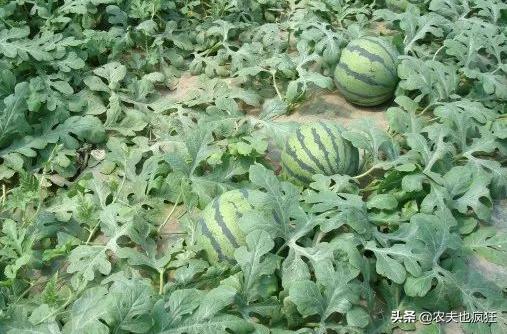 西瓜即将成熟怎么样能使西瓜更甜,为什么西瓜没小时候的好吃了