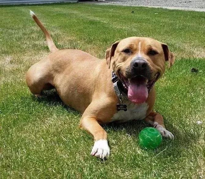 狗狗一出门乱跑喊不回来,每次出门狗狗都哭怎么解决