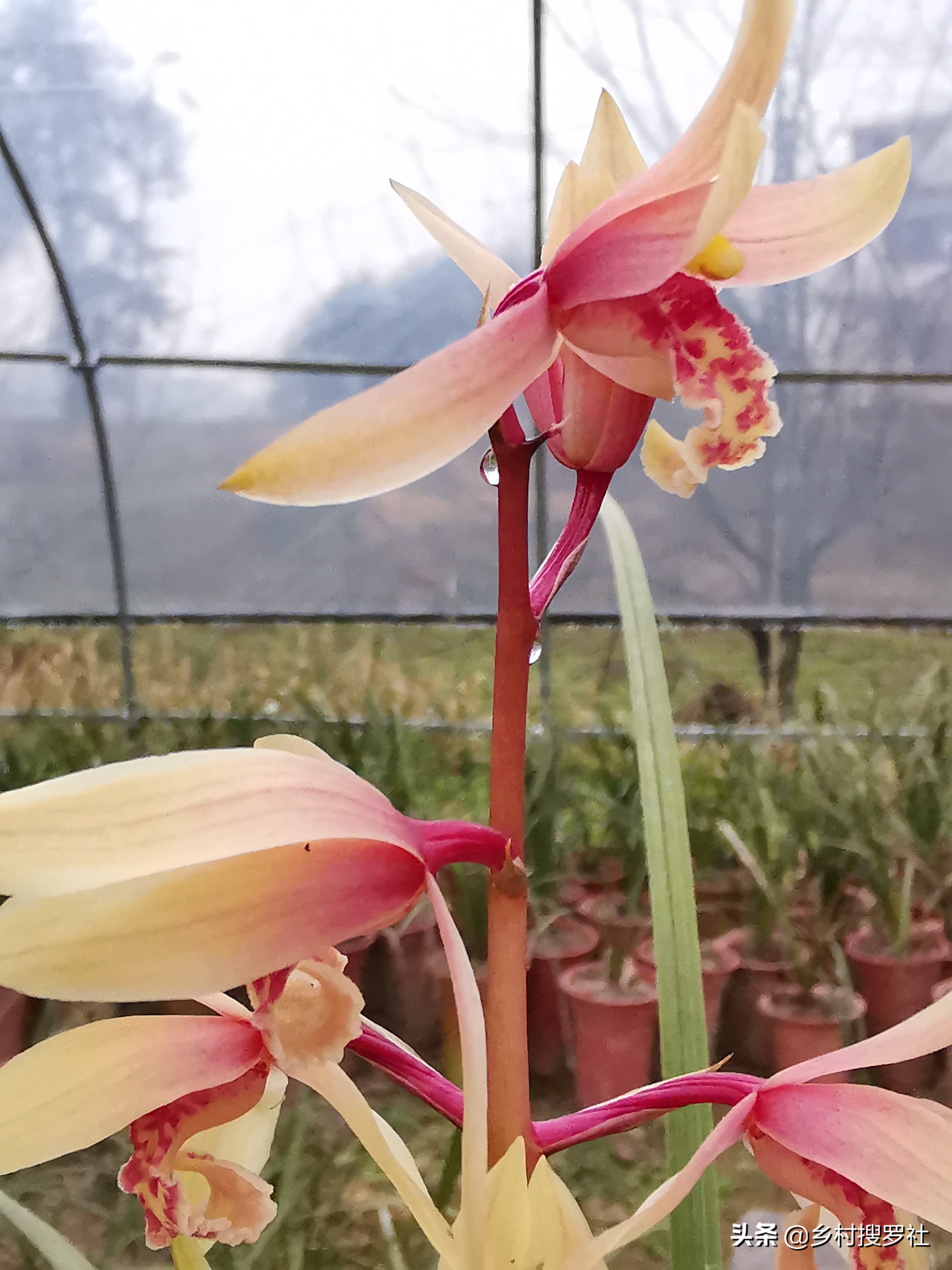 兰花什么叶子好养,露水对兰花叶子究竟有什么好处