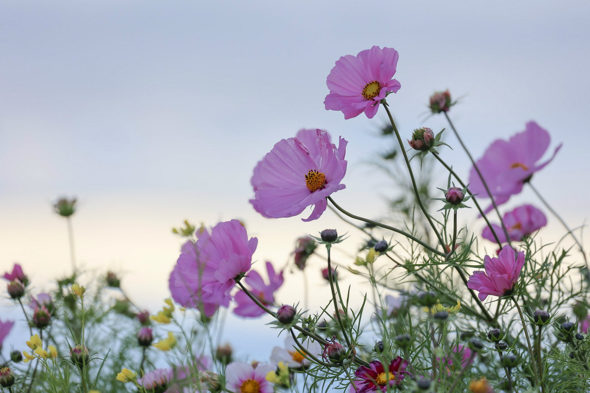 高速高画质专业表现EOSR6满足多种拍摄需求