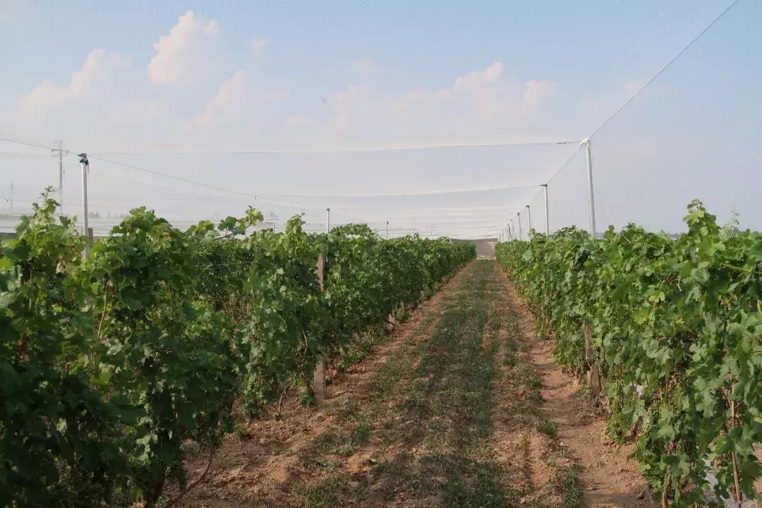 怡园酒庄官方旗舰店,怡园酒庄是中国品牌吗