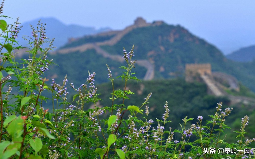 世界最好的蜂蜜品牌排行榜及产地,什么品种的蜂蜜最好最正宗