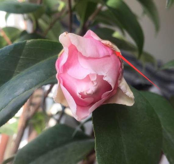 茶花花苞打不开干了怎么办,茶花的花苞打不开怎么办