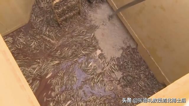 外媒曝光了挪威三文鱼养殖真相吗,挪威三文鱼养殖环境恶劣新闻