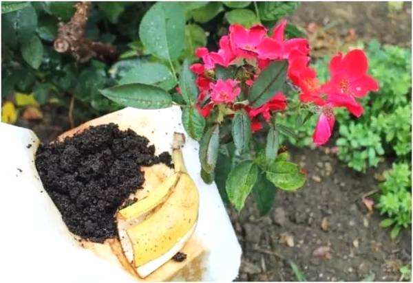 不臭花肥的制作方法,怎样自制肥