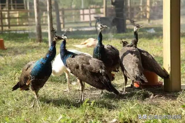 寒假亲子游推荐4-5天游,暑假亲子游玩地点推荐3天2夜