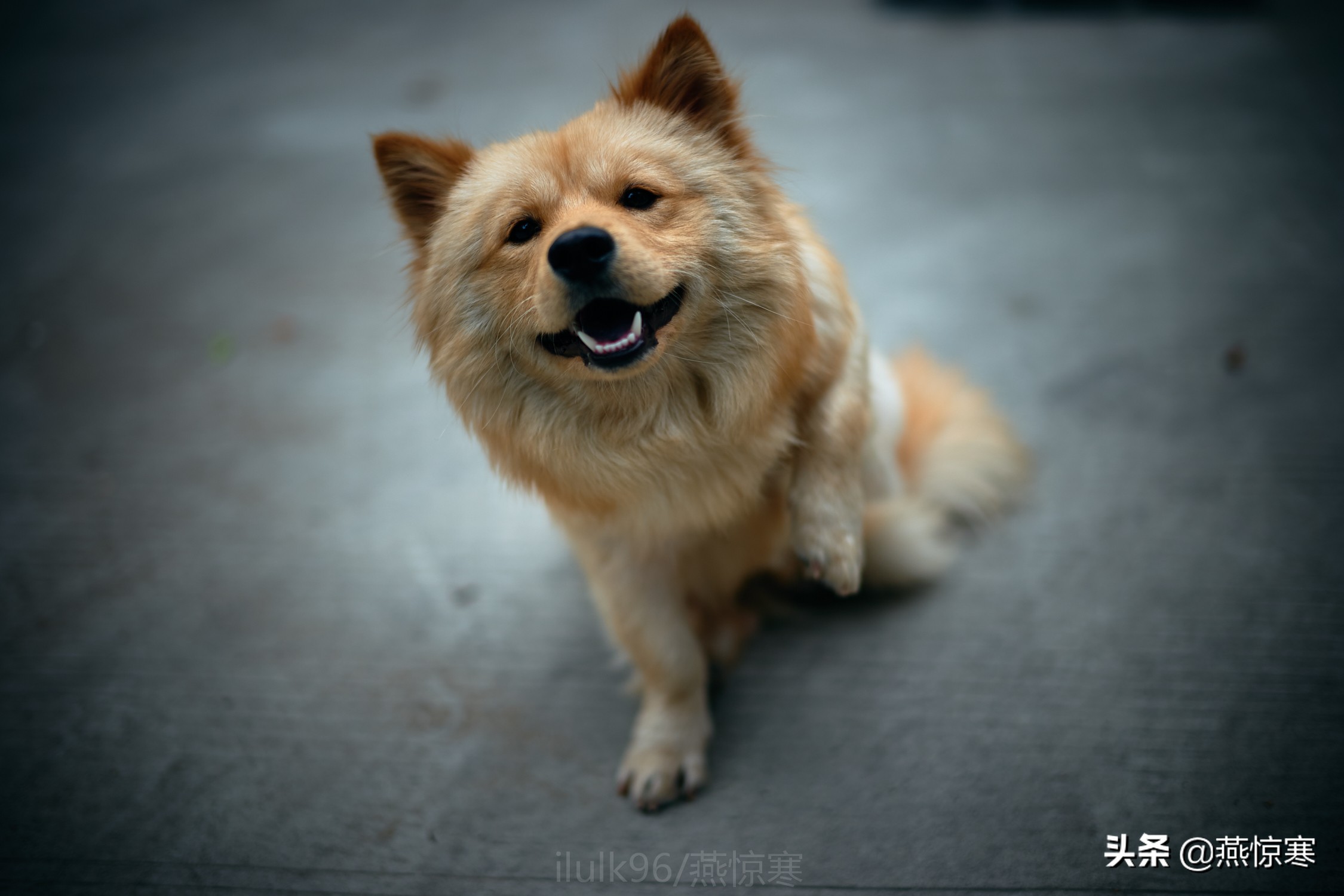 徕卡最值得玩的镜头,徕卡镜头351.4和501.4拍摄对比