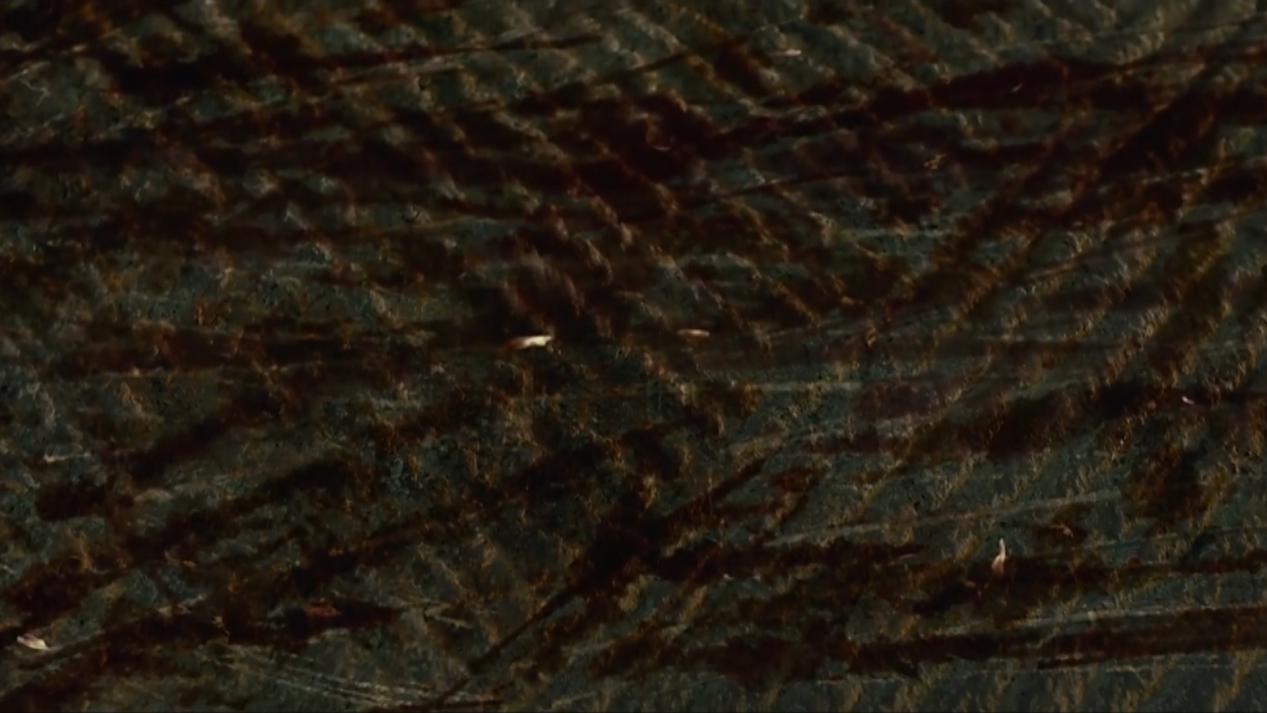 妖猫传杨贵妃知道了自己的命运,妖猫传杨贵妃的一生