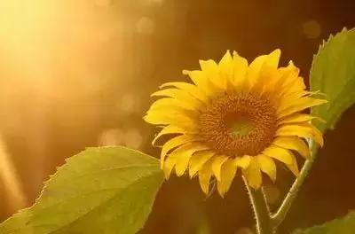 1到100朵红玫瑰花的寓意和花语,助人为乐善良可爱是哪种花的花语