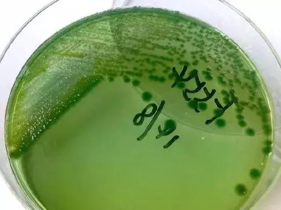 水产养殖弧菌怎么处理,水产弧菌怎么预防