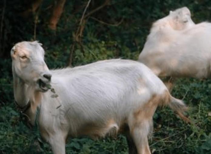 羊不吃食没精神反刍怎么治,羊不反刍用什么方法来治疗