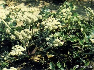 种植中药材需要哪些条件,北方种植什么中药材才适合