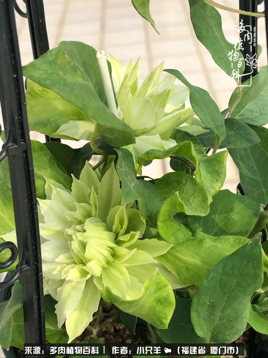 多肉像葡萄一样,多肉像铃兰一样