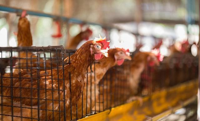 蛋鸡脱肛的原因及解决方法,养鸡如何解决保温