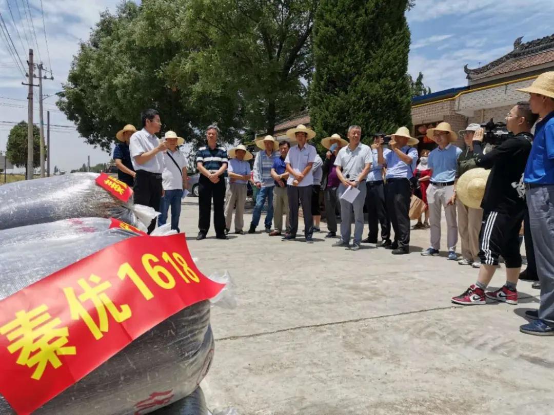 高产抗病油菜新品种,长江中下游油菜高产稳产新品种