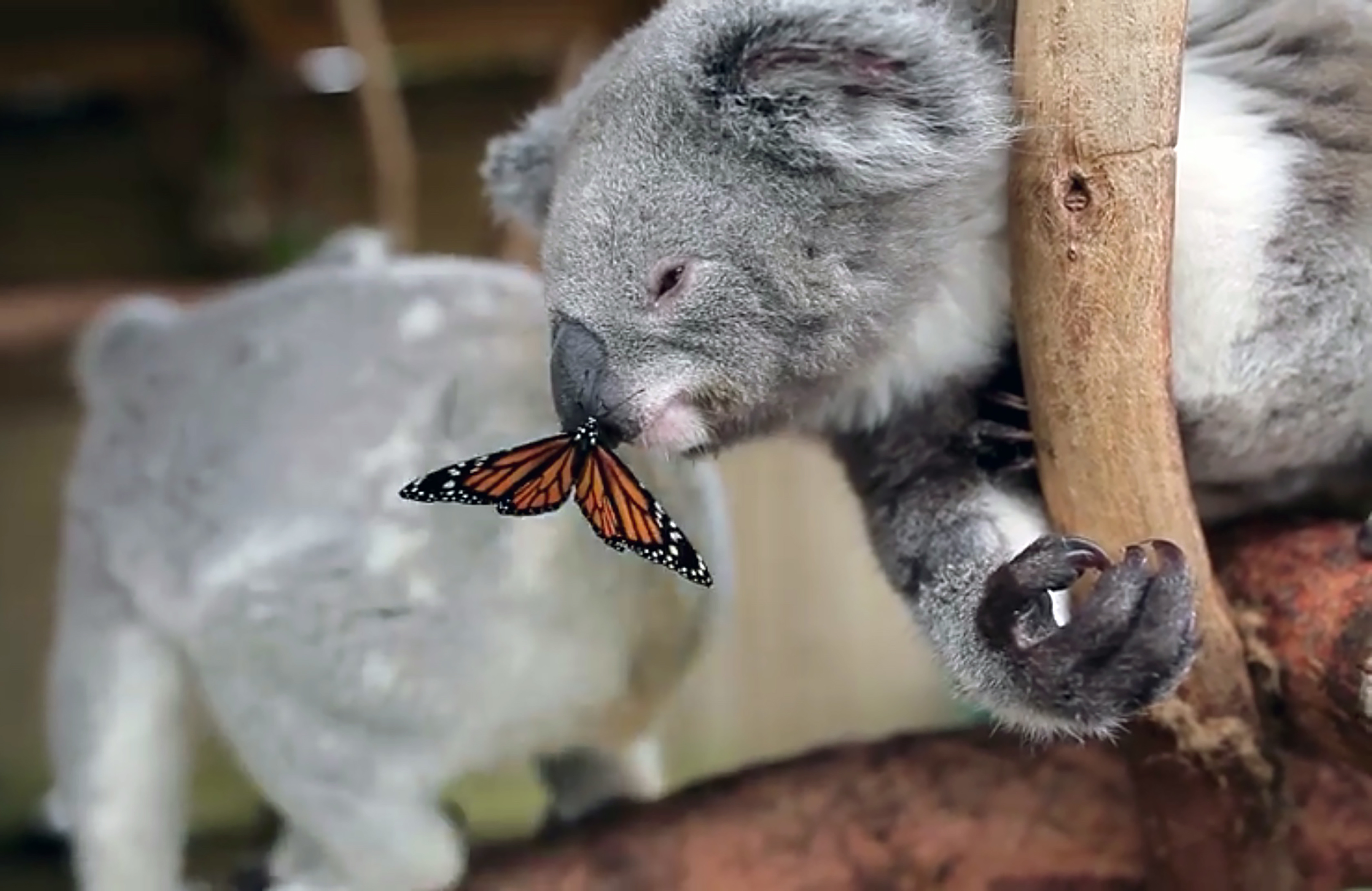 考拉灭绝袋鼠泛滥,关于考拉面临灭绝原因的问题