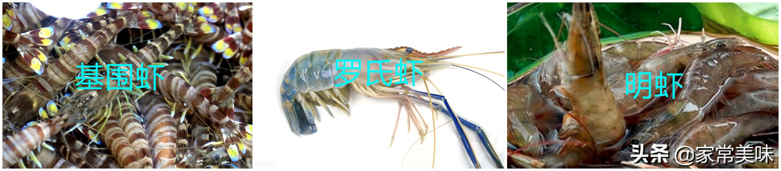 基围虾明虾沙虾罗氏虾大头虾,基围虾和罗氏虾营养一样吗