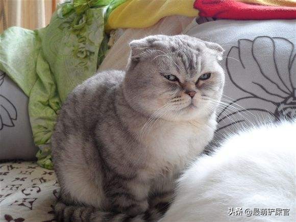 猫咪感觉鼻子不通气要不要吃药,猫咪鼻子有问题会出现什么症状