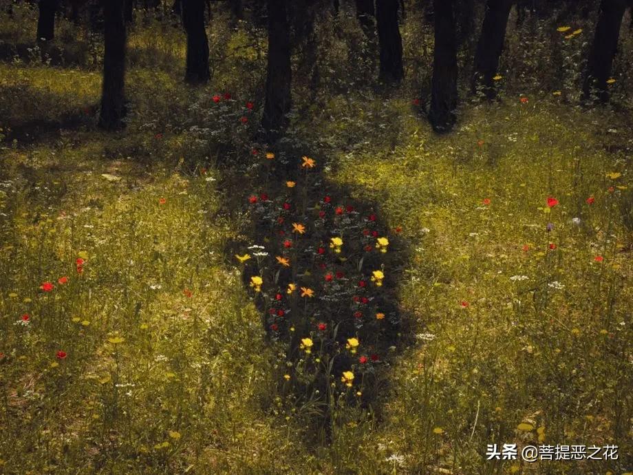 相爱后动物感伤介绍,相爱后的动物感伤时代