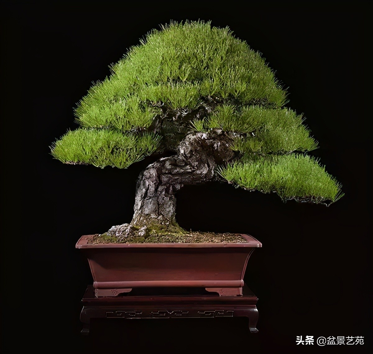 西泠印社砚台最高价拍卖记录,杭州西泠拍卖盆景