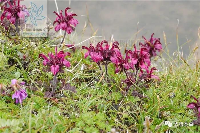 鹅首马先蒿,鹅首马先蒿有哪些特点