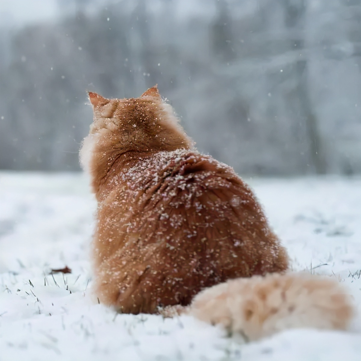 冬天农村猫咪如何过冬,冬天猫咪怎么过冬