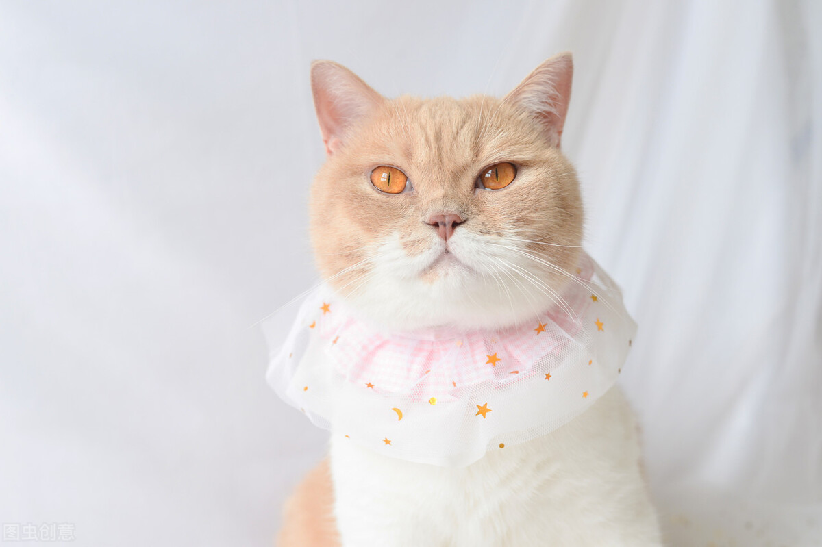 一文教你通过猫咪眼屎来判断身体状况