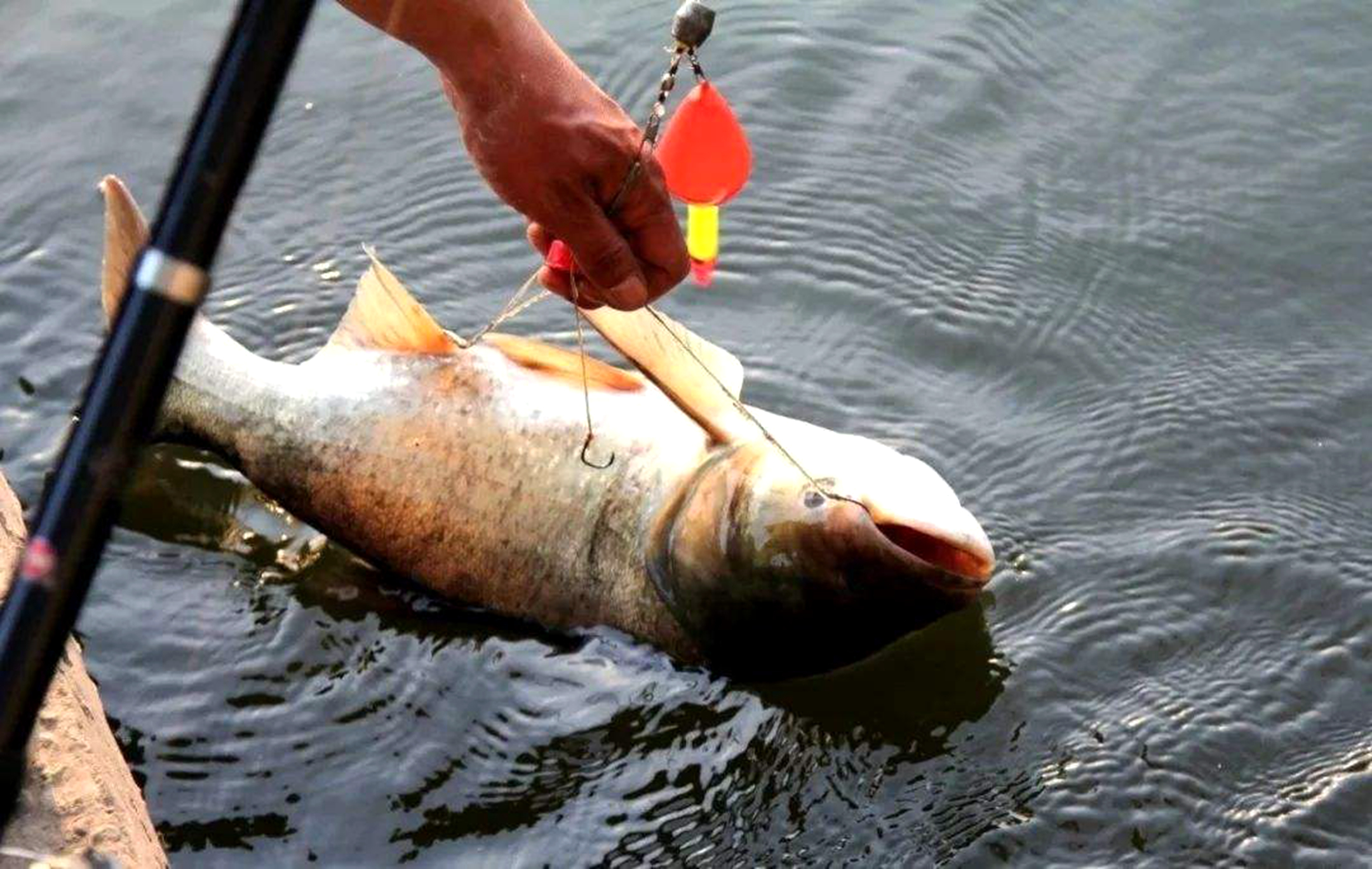 讲述小鲤鱼跳龙门的大概故事,鲤鱼跳龙门具有什么样的习性