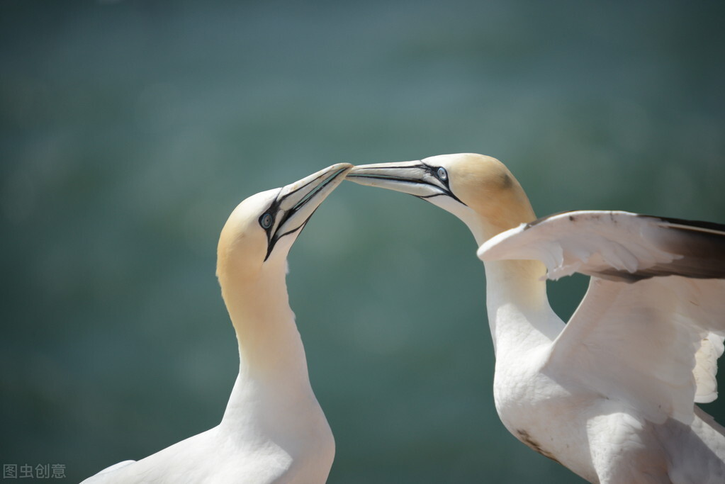 狗子交配后,为什么会背靠背闭锁?这不是很危险吗?