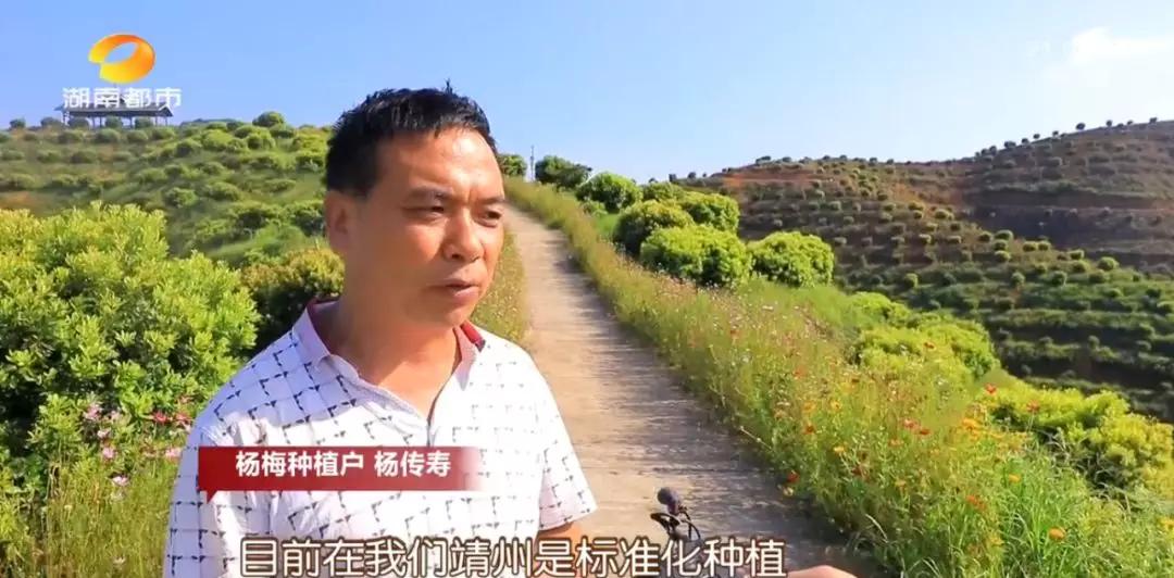 ​湘村发现|就在怀化，“江南第一梅”藏不住了！香甜多汁的秘密今天全告诉你...