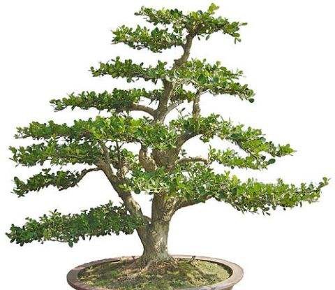 黄杨什么品种做盆景好,黄杨盆景老桩怎么制作盆景