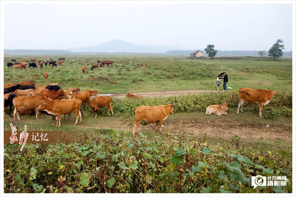 长沙月亮岛最新效果图,长沙月亮岛鸟瞰图