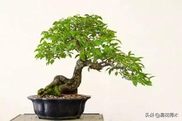 千金榆鹅耳枥盆景,千金榆和鹅耳枥苗