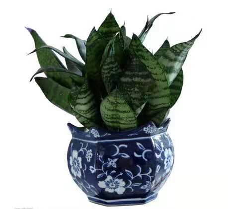 虎皮兰银脉能吸甲醛吗,金边虎皮兰吸收甲醛吗