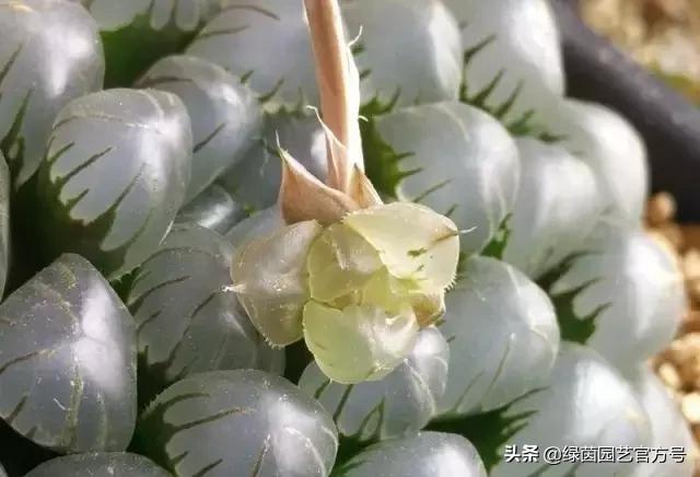 多肉开花怎么办呢,多肉开花的原因和解决方法