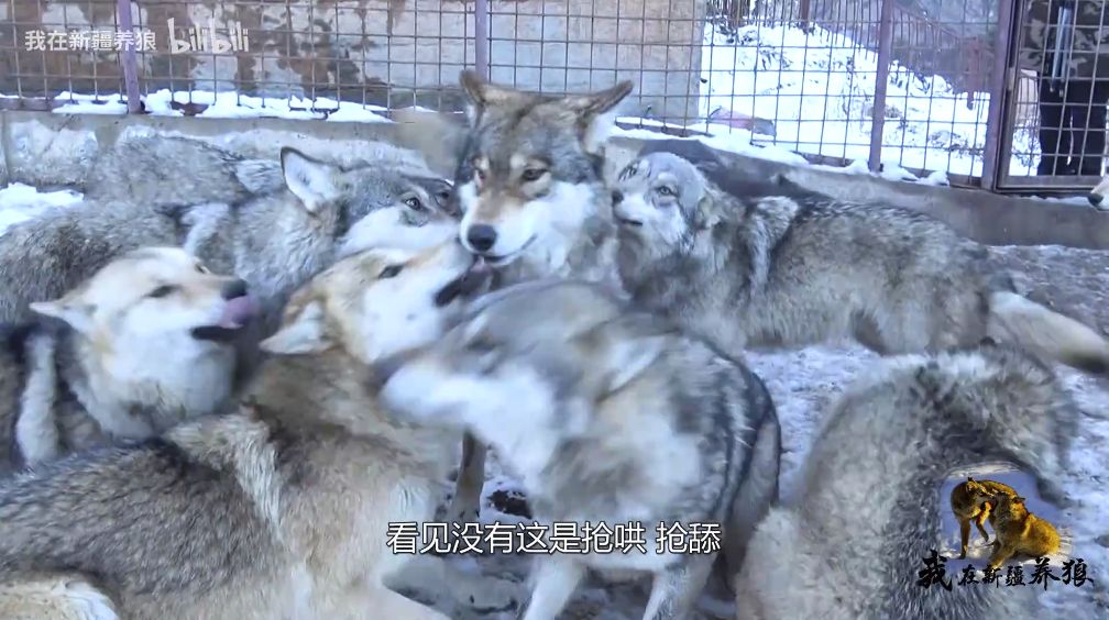 养狼20年养成二哈,养狼养二哈