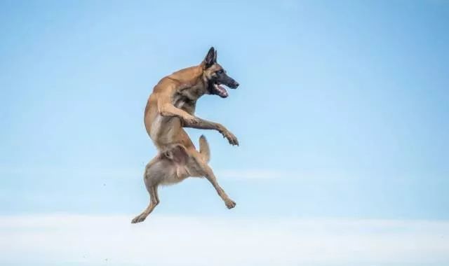 还分不清马犬和德牧的区别?搞清这些,你就再也不会犯傻啦