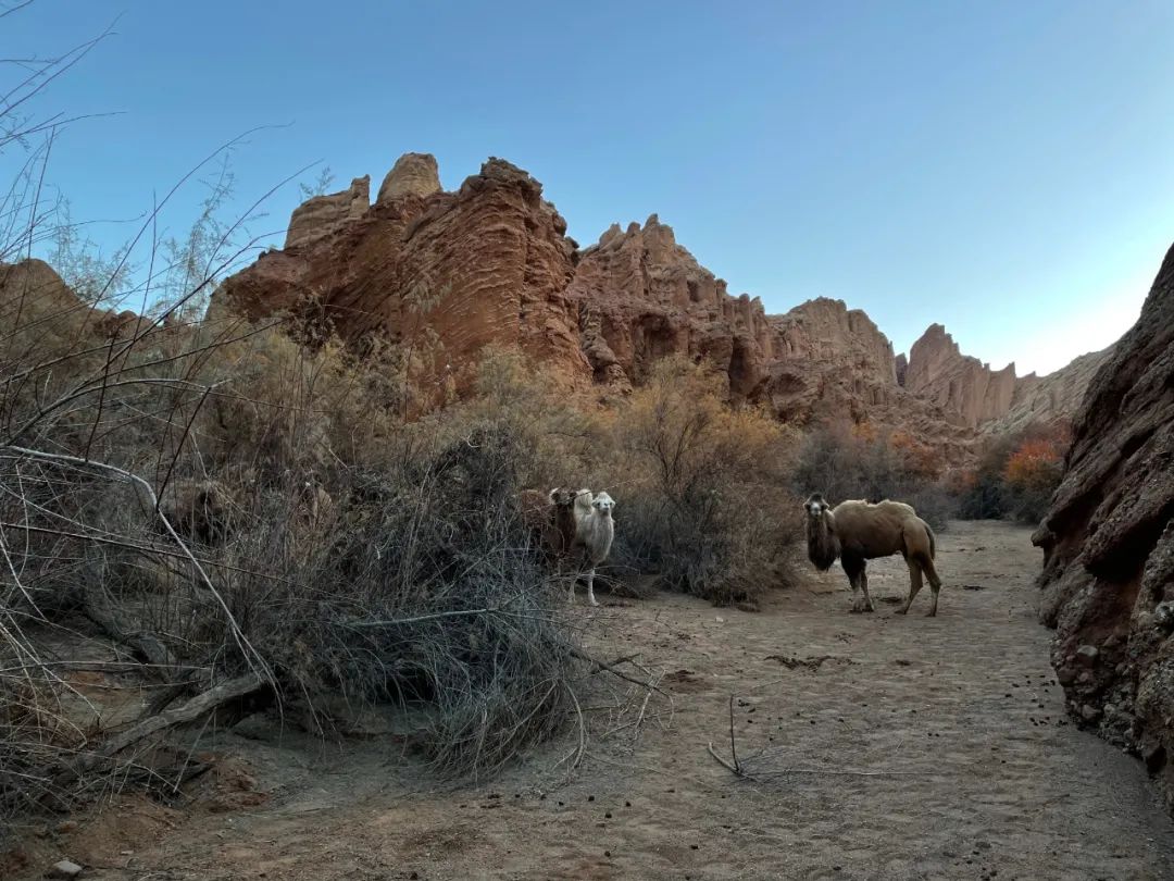 一招教你拯救废片视频,教你一秒拯救废片