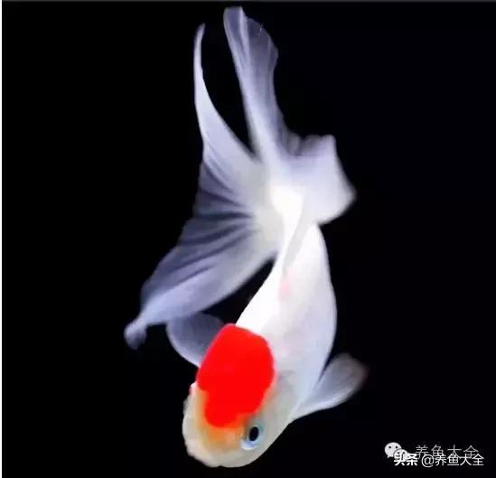 阳台养金鱼会被晒死吗,鱼缸养金鱼为什么总是死