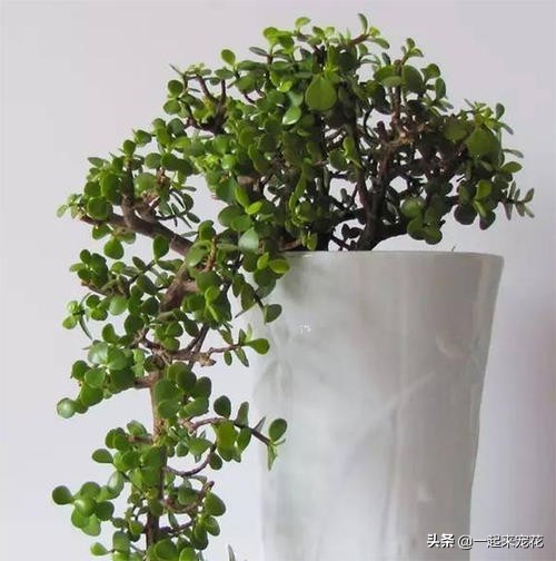 养金枝玉叶，了解掌握5个要点，叶片饱满油亮，长成大气老桩