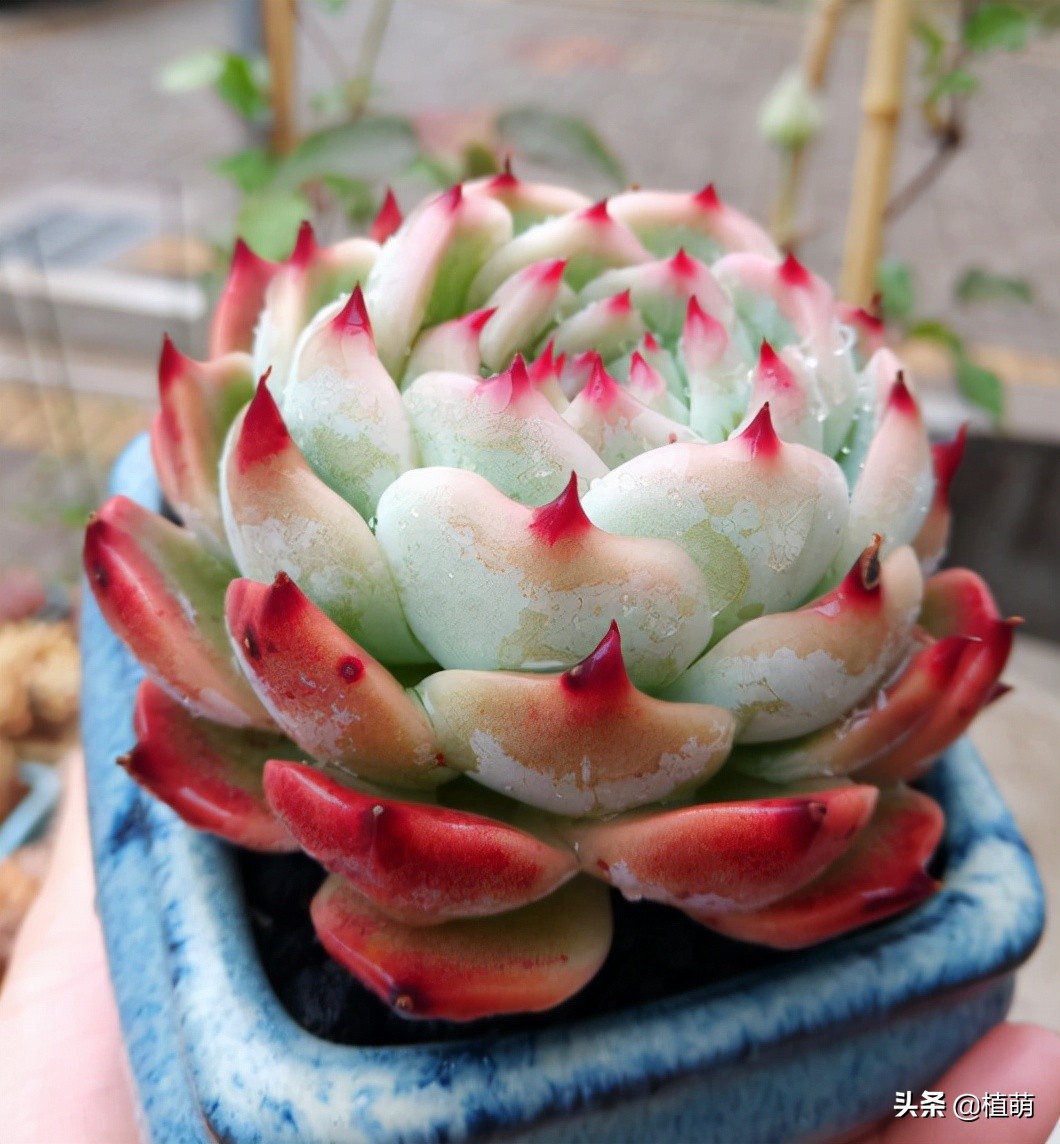 吉娃娃最佳控养方法,有人觉得吉娃娃好吗