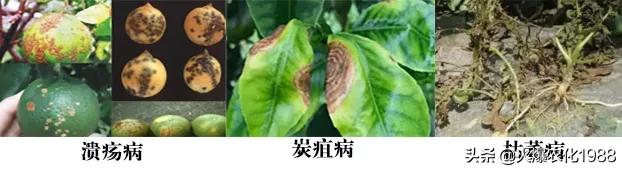 能杀灭真菌细菌病毒的东西,专杀细菌杀菌剂大全