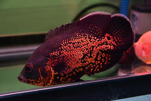 观赏鱼肠炎土霉素泡饲料,观赏鱼肠炎好了怎么喂食