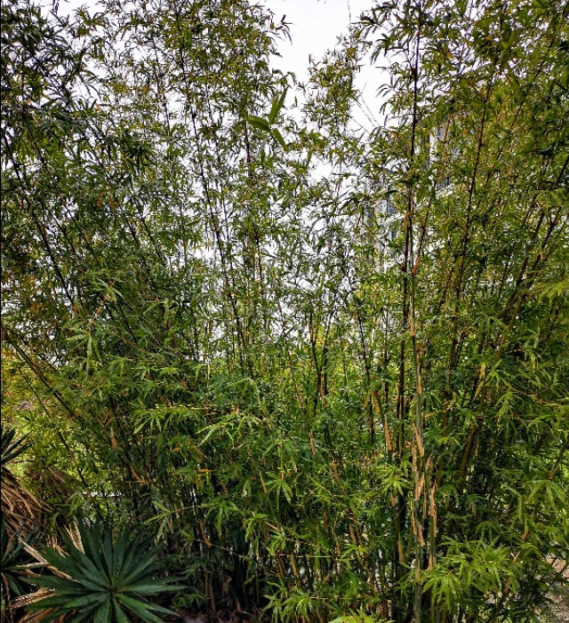 反解“嫌白石无孔，笑绿竹空虚”